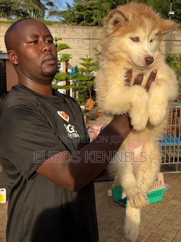 1-3 months Female Purebred Siberian Husky