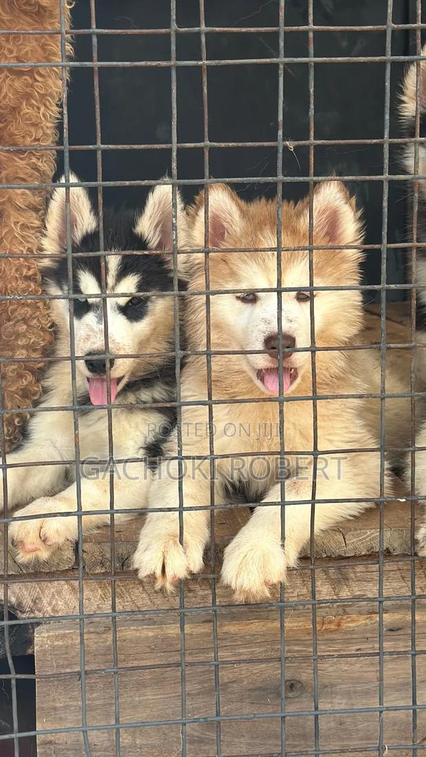 1-3 months Female Purebred Siberian Husky - main view