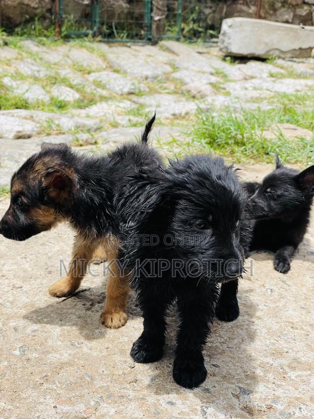 1-3 months Male Purebred German Shepherd - thumbnail 2