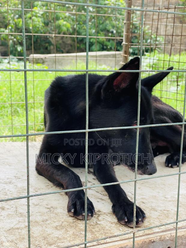 1-3 months Male Purebred German Shepherd - thumbnail 4