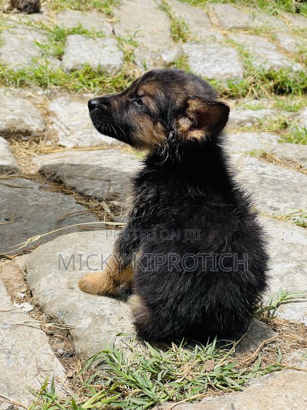 1-3 months Male Purebred German Shepherd - main view