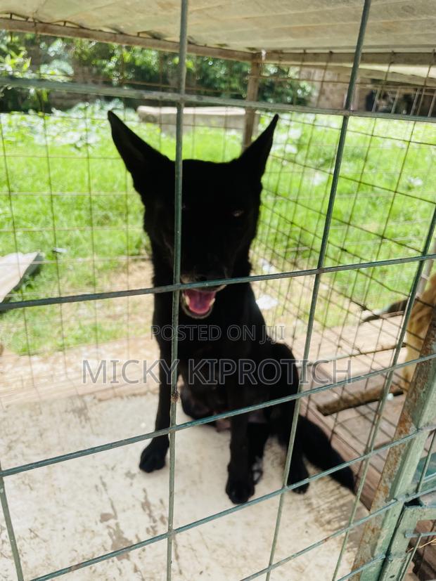 1-3 months Male Purebred German Shepherd - thumbnail 5