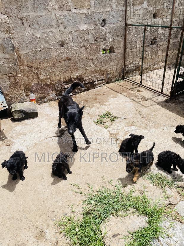 1-3 months Male Purebred German Shepherd - thumbnail 3