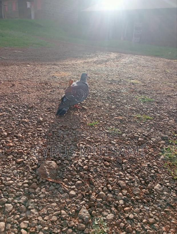 A Pair of African Rock Pigeon - thumbnail 2
