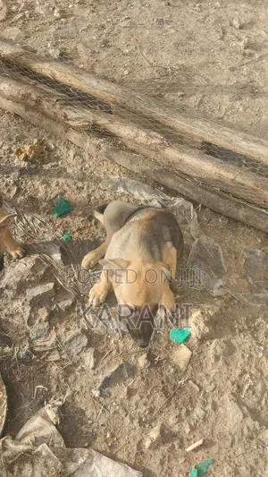 3-6 months Male Mixed Breed German Shepherd