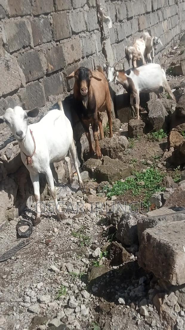 Goats for Sell
