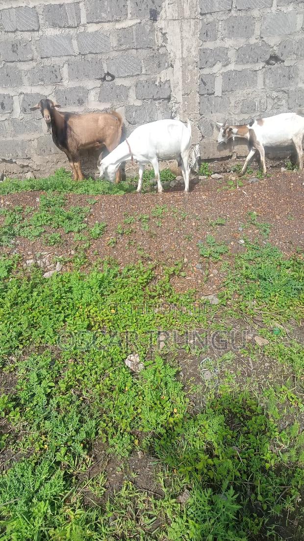 Goats for Sell - thumbnail 2