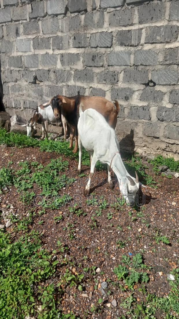 Goats for Sell - thumbnail 3