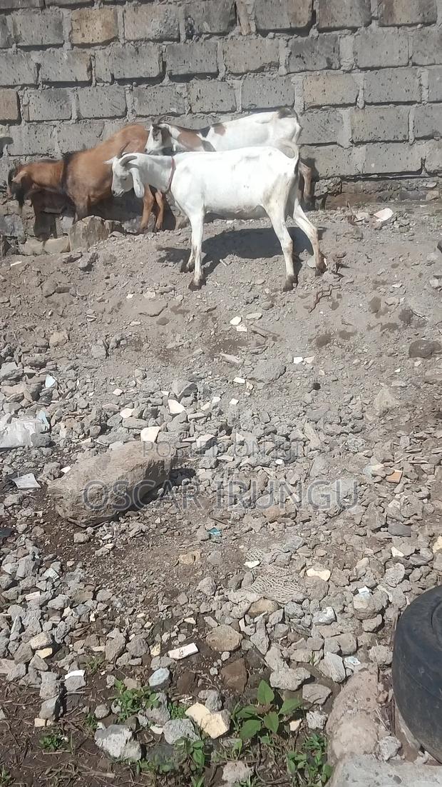 Goats for Sell - thumbnail 4