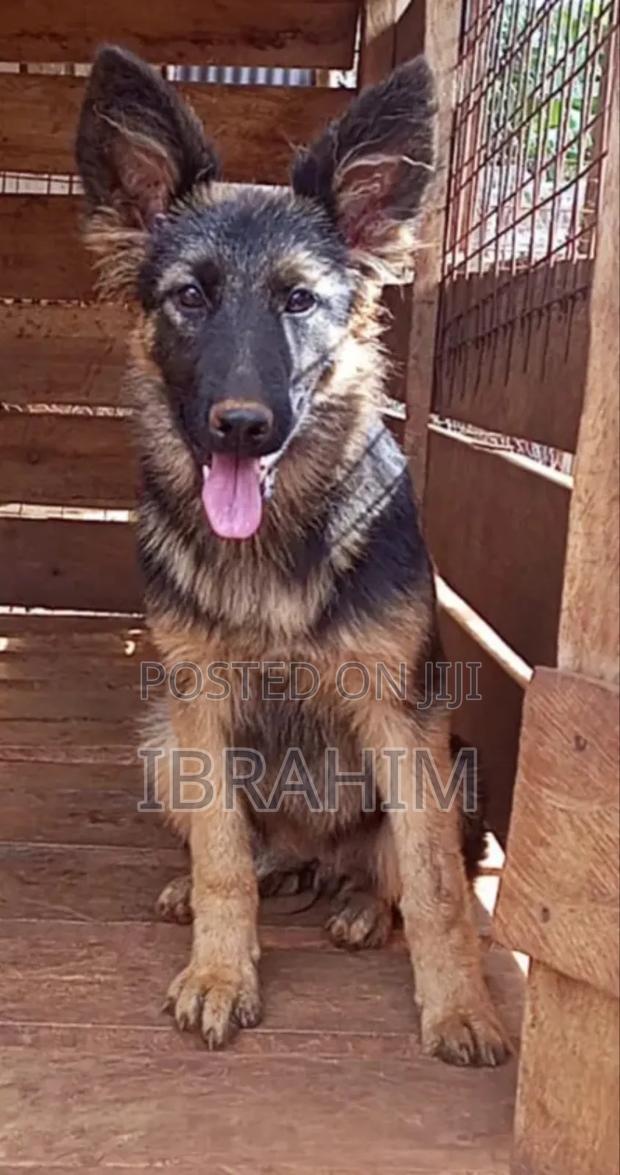 1-3 months Female Purebred German Shepherd - main view
