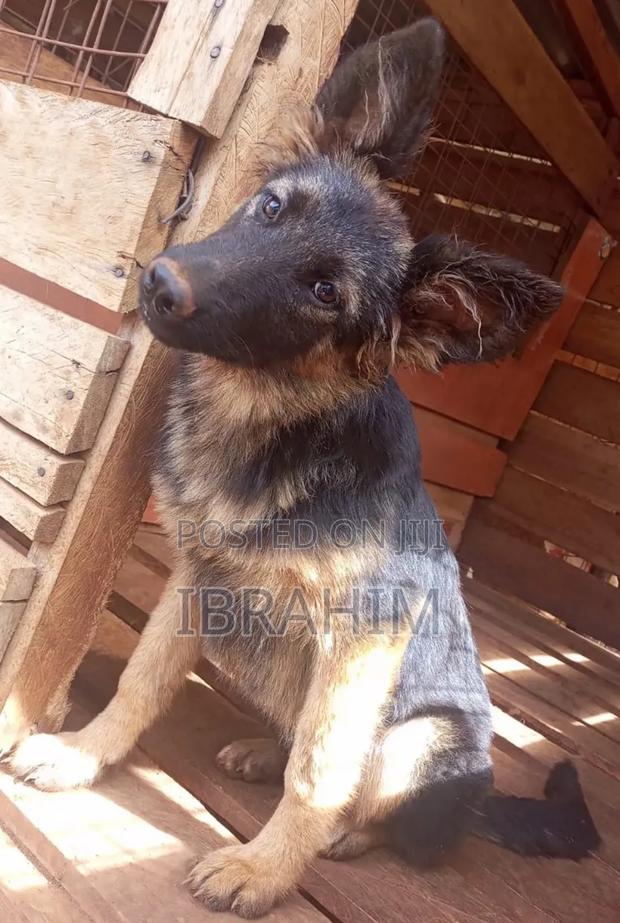 3-6 months Female Purebred German Shepherd
