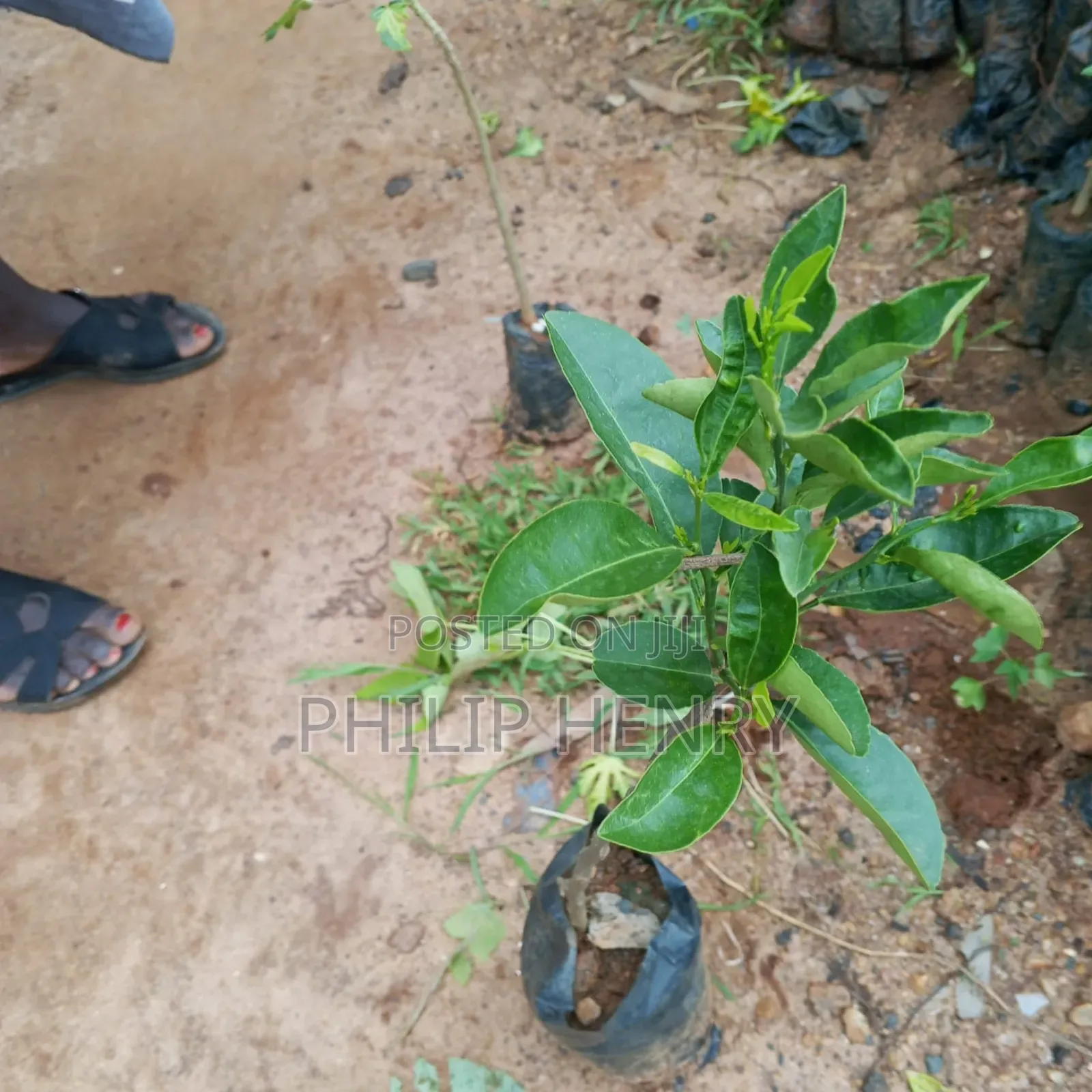 Blessed Makueni Seedling for Sale