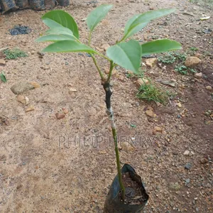 Blessed Makueni Seedling for Sale