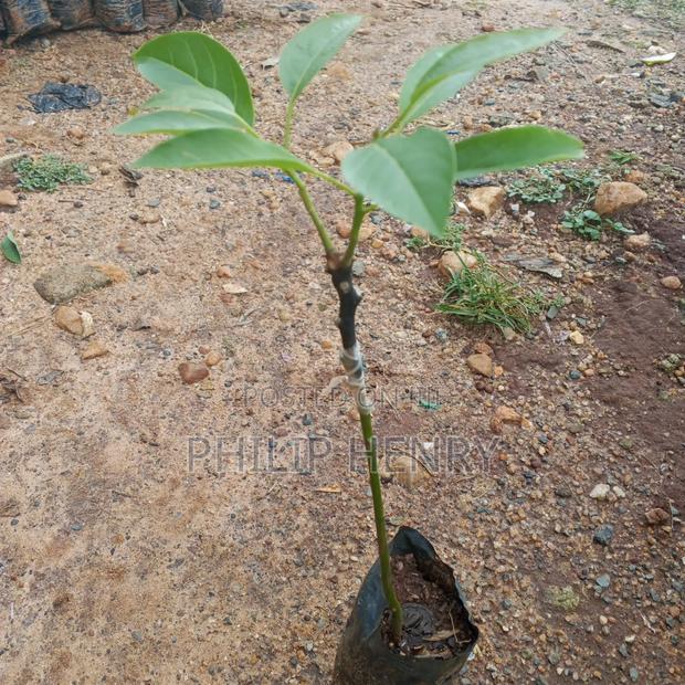 Blessed Makueni Seedling for Sale - thumbnail 4