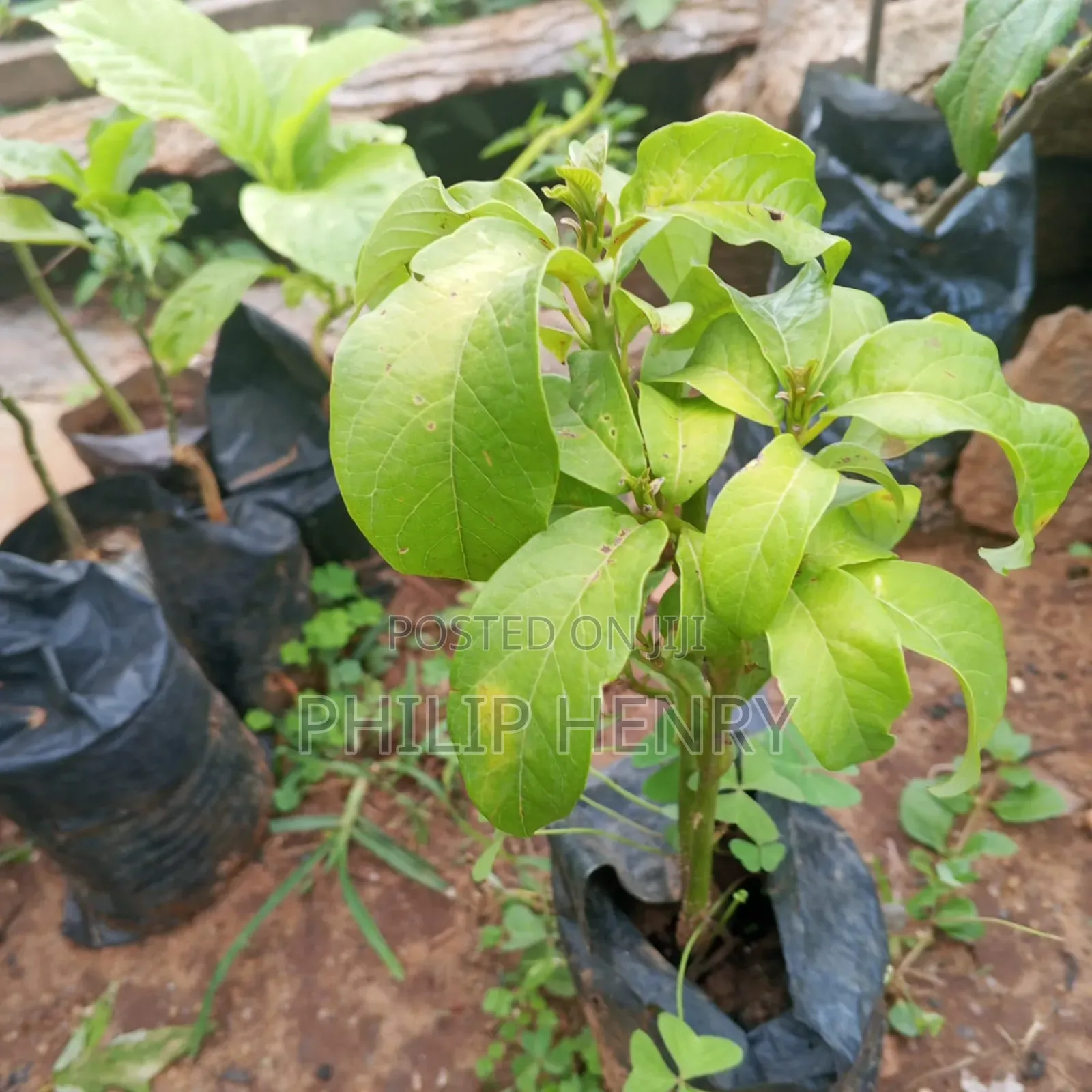 Blessed Makueni Seedling for Sale
