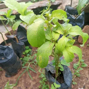 Blessed Makueni Seedling for Sale