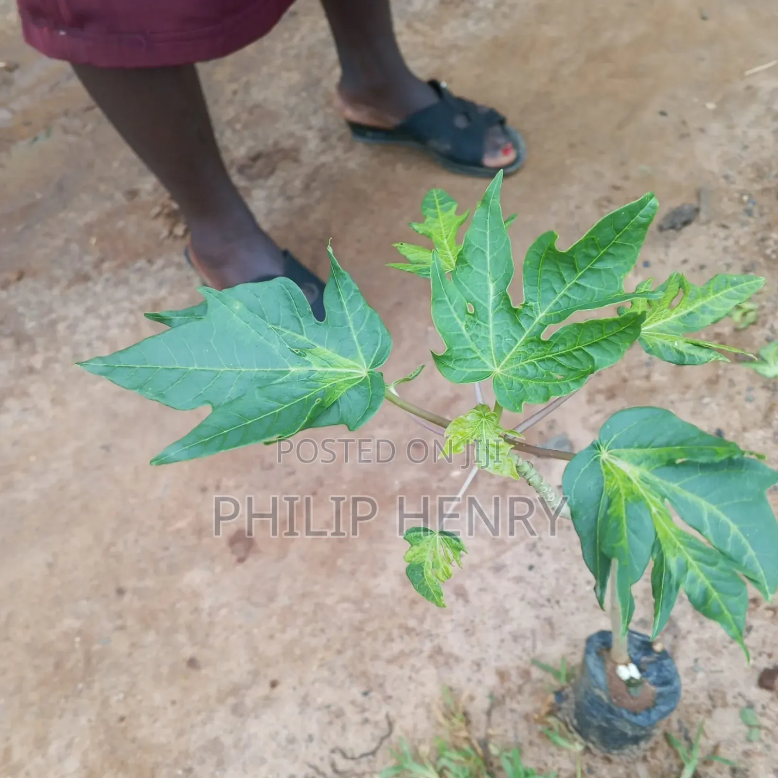 Blessed Makueni Seedling for Sale