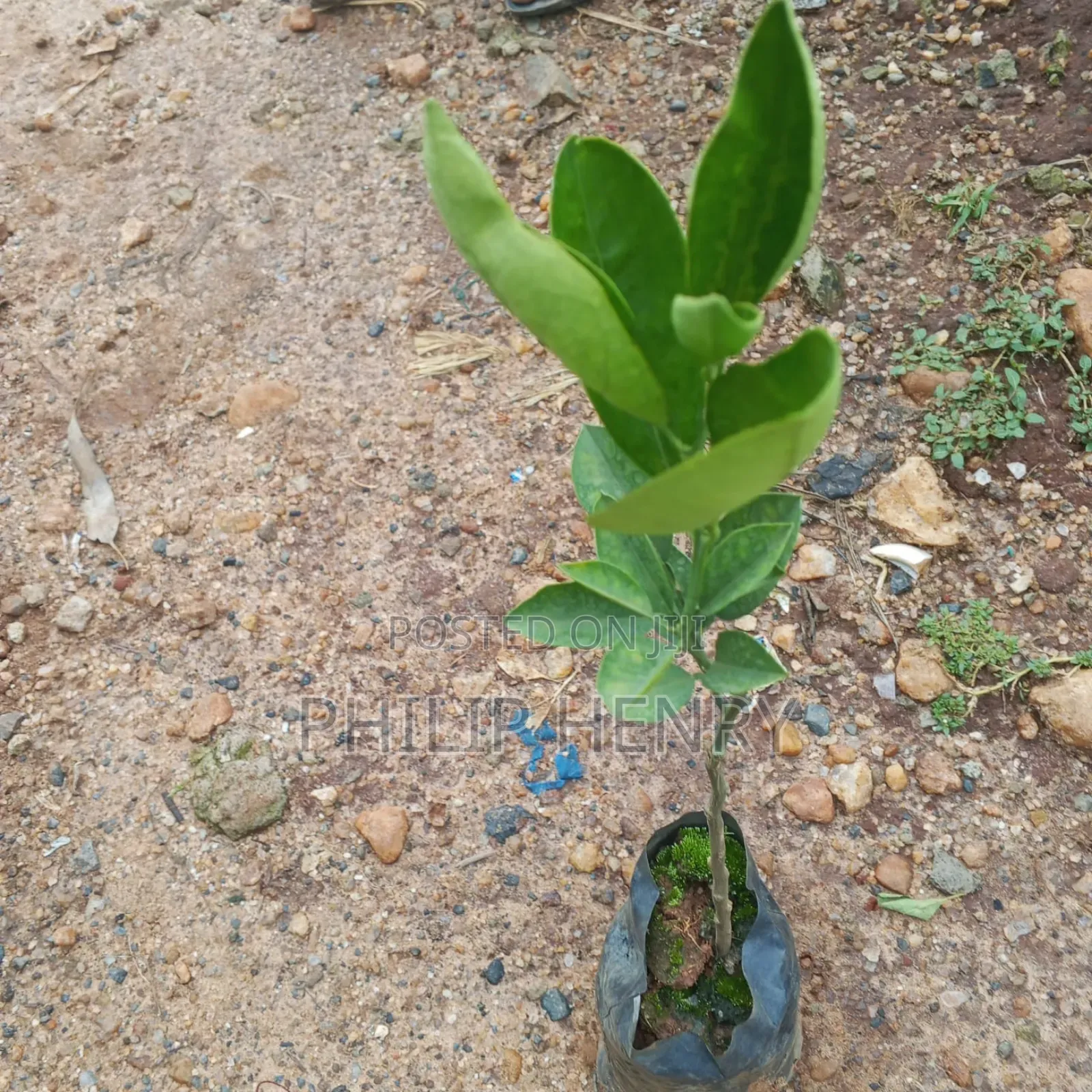 Blessed Makueni Seedling for Sale
