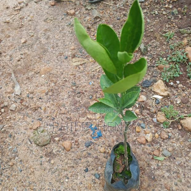 Blessed Makueni Seedling for Sale - thumbnail 7