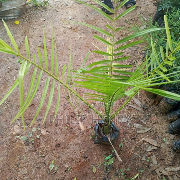 Blessed Makueni Seedling for Sale - thumbnail 8