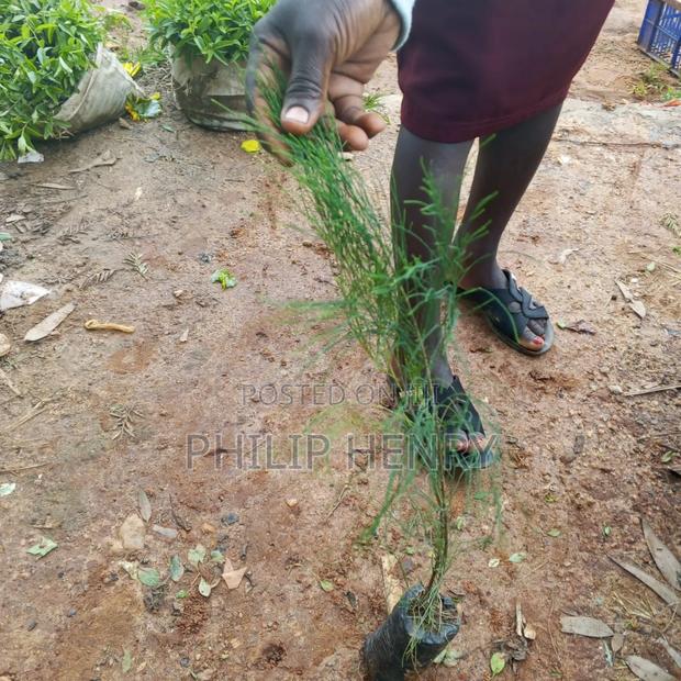 Blessed Makueni Seedling for Sale - thumbnail 9