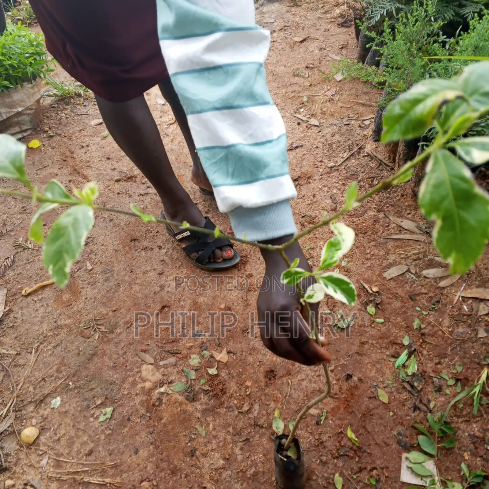 Blessed Makueni Seedling for Sale
