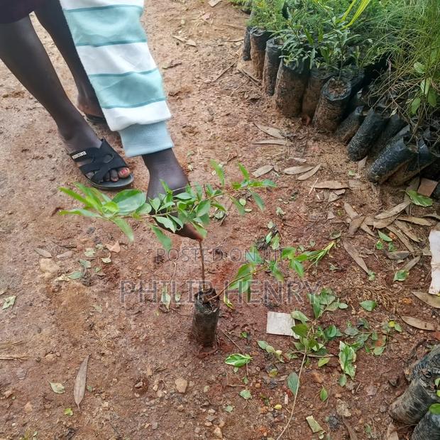 Blessed Makueni Seedling for Sale - thumbnail 11