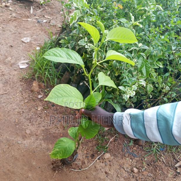 Blessed Makueni Seedling for Sale - thumbnail 12