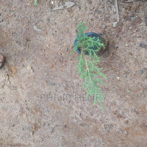 Blessed Makueni Seedling for Sale - thumbnail 13