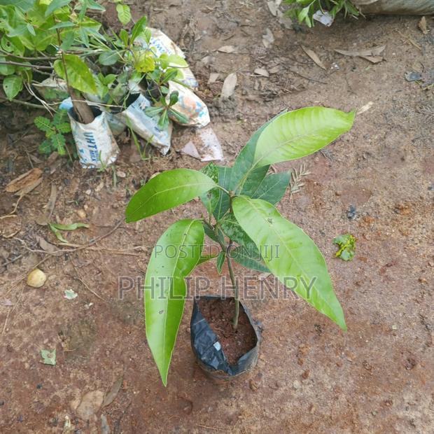 Blessed Makueni Seedling for Sale - thumbnail 14