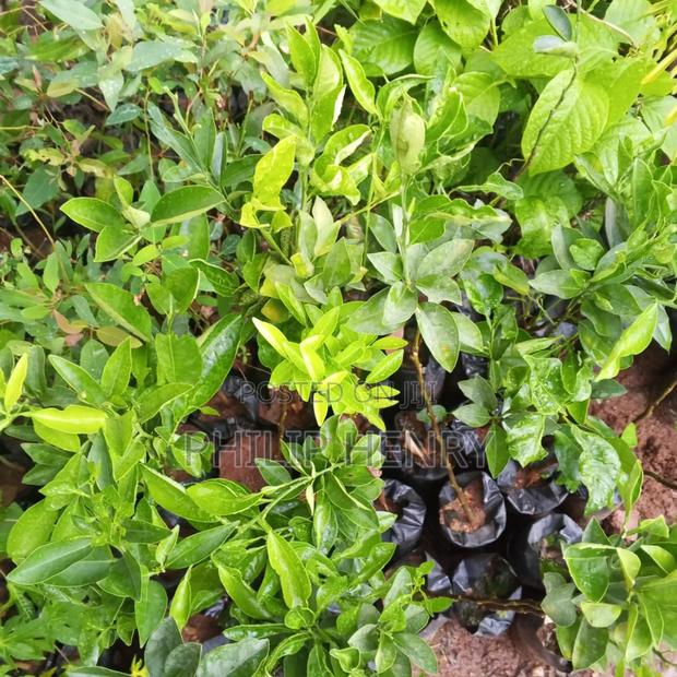Blessed Makueni Seedling for Sale - thumbnail 15
