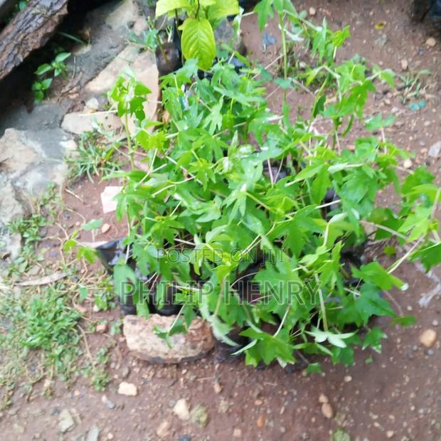 Blessed Makueni Seedling for Sale - thumbnail 16