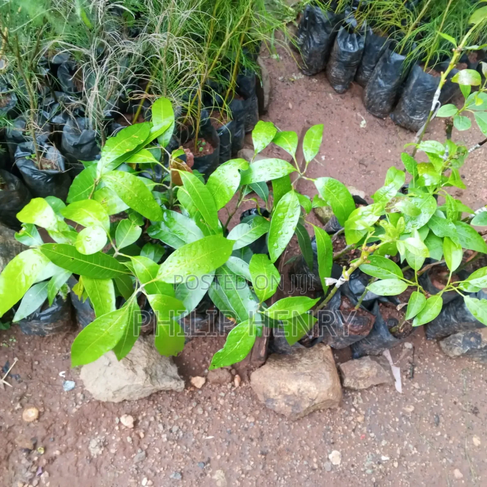 Blessed Makueni Seedling for Sale