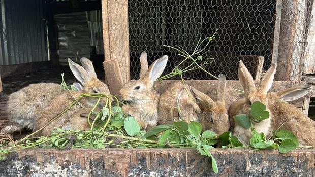 Flemish Giant Rabbits