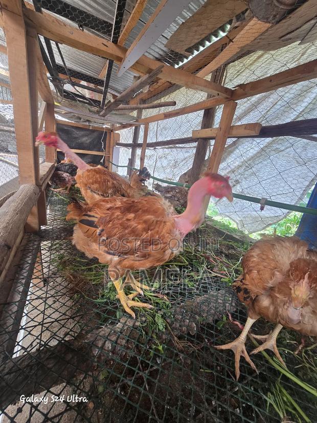 4 Kenbro Chicks - thumbnail 2