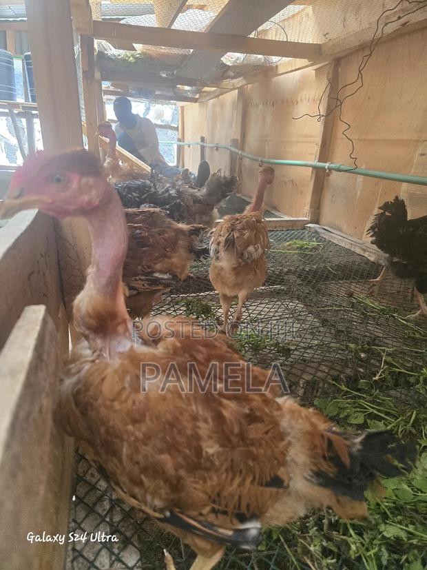 4 Kenbro Chicks - thumbnail 3