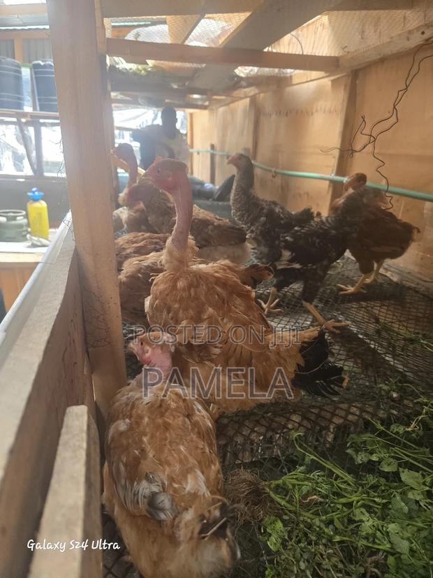 4 Kenbro Chicks - thumbnail 6
