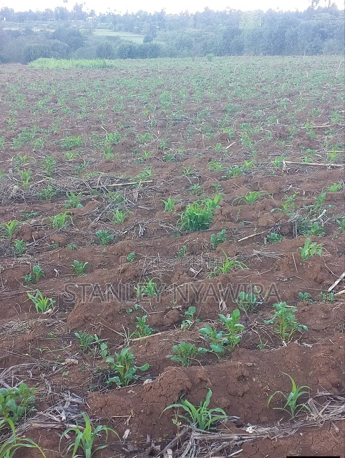 2 Acres Nanyuki Daiga