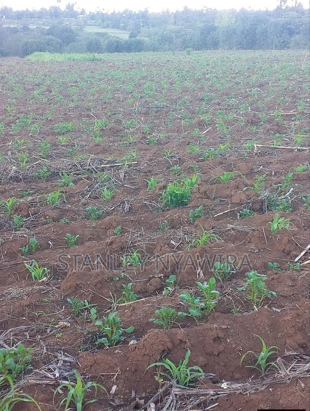 2 Acres Nanyuki Daiga - thumbnail 2