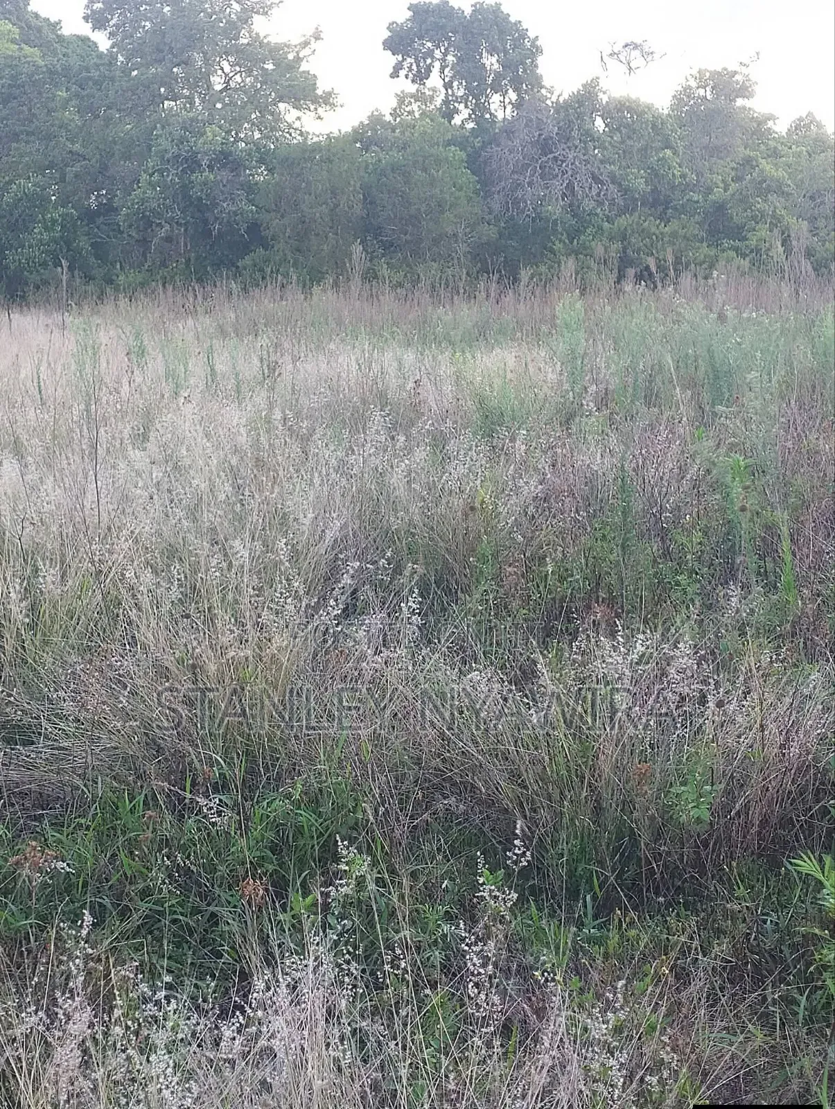2 Acres Nanyuki Daiga
