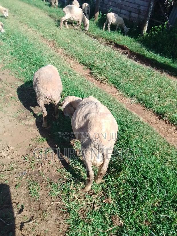 Merino and Mutton - thumbnail 2