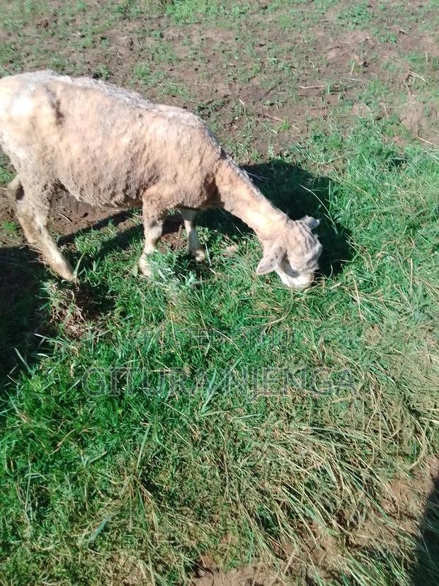 Merino and Mutton - thumbnail 4