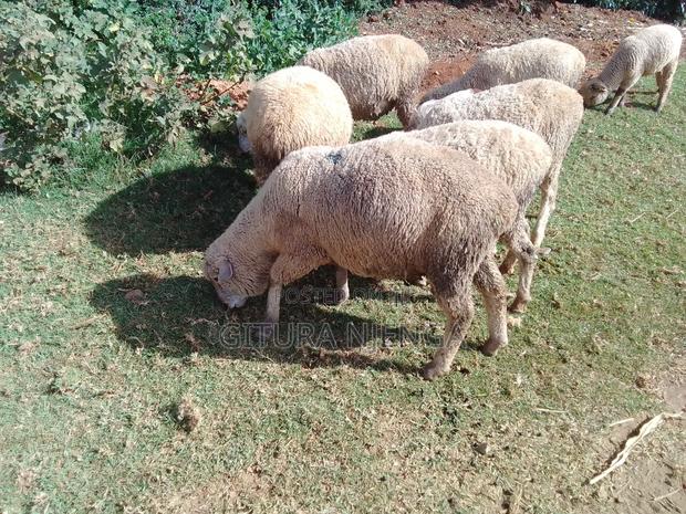 Merino and Mutton - thumbnail 3