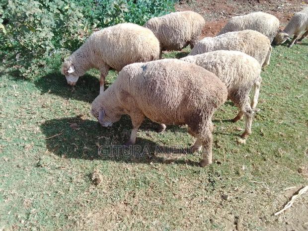 Merino and Mutton - thumbnail 5