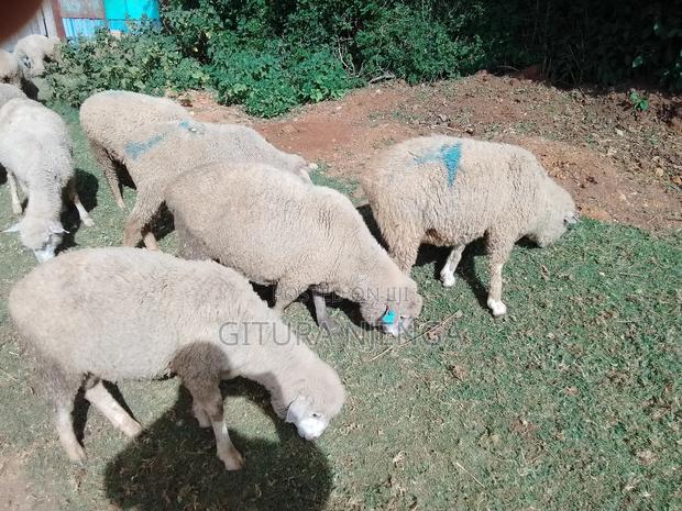 Merino and Mutton - main view