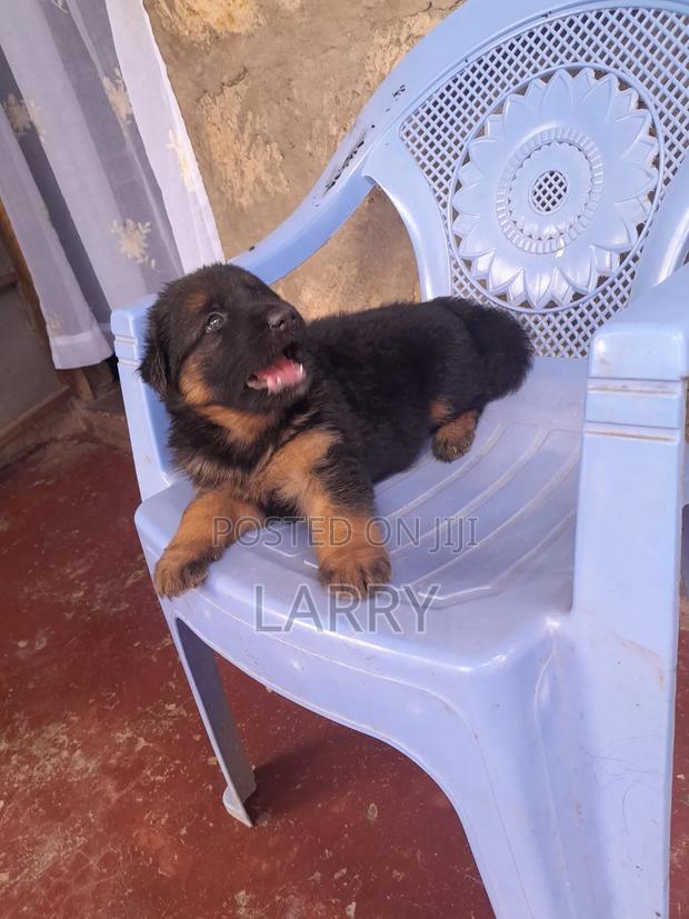 1-3 months Male Purebred German Shepherd - main view