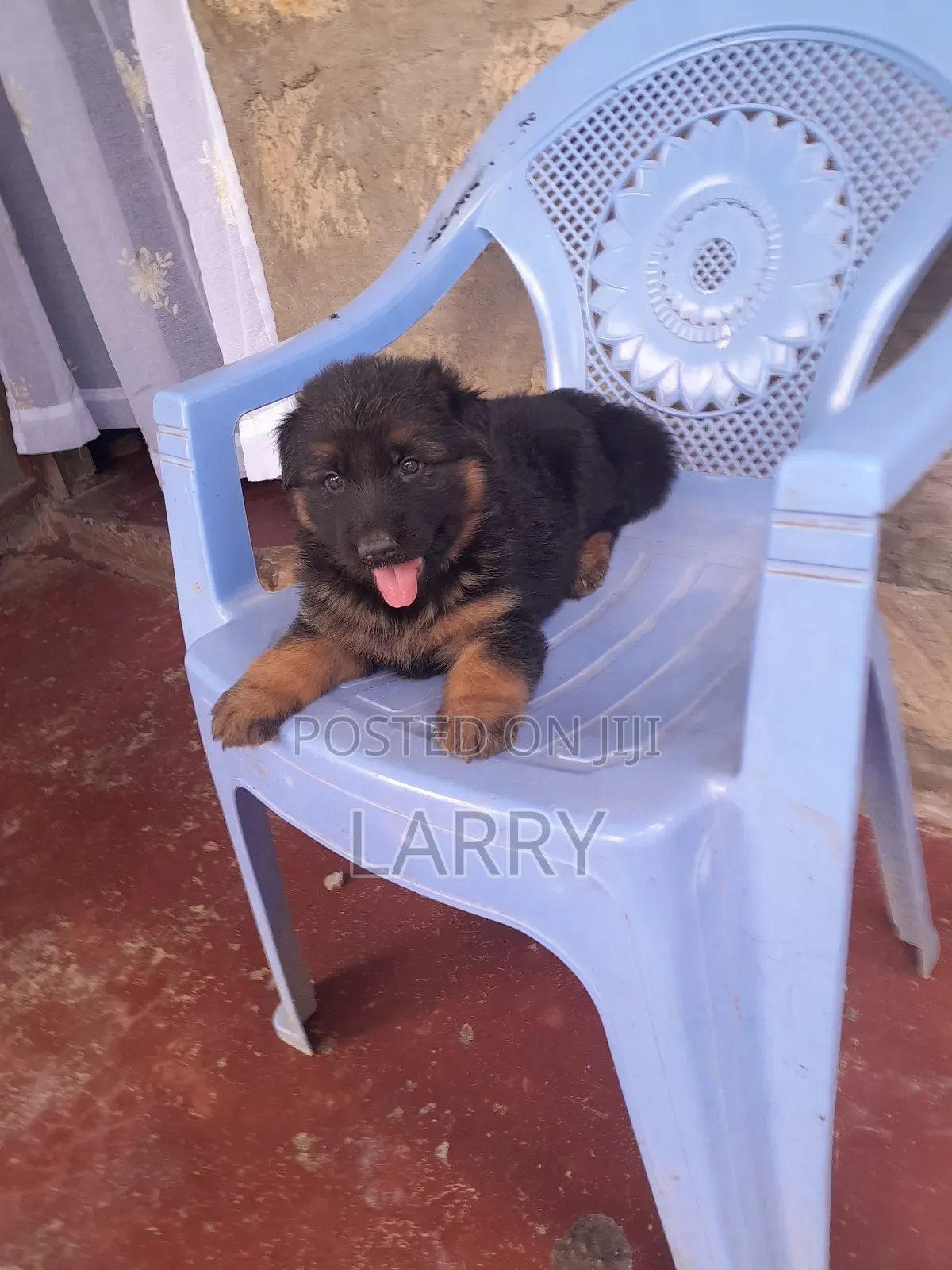 1-3 months Male Purebred German Shepherd