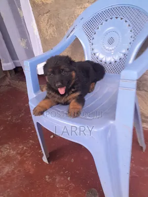 1-3 months Male Purebred German Shepherd