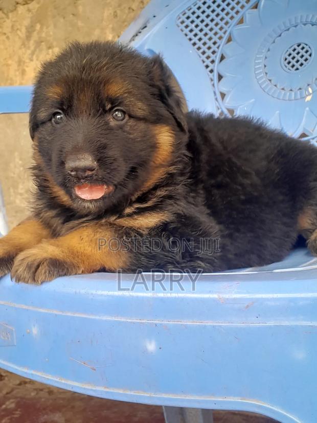 1-3 months Male Purebred German Shepherd - thumbnail 4