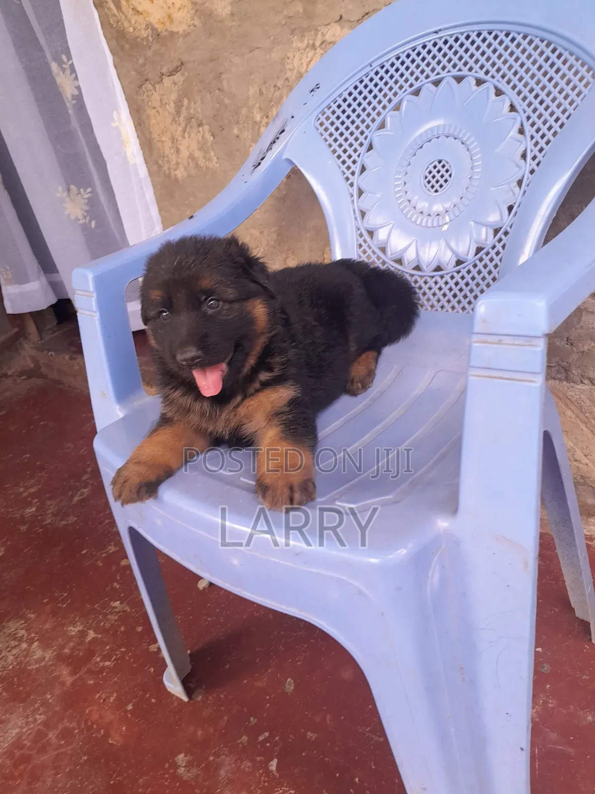 1-3 months Male Purebred German Shepherd